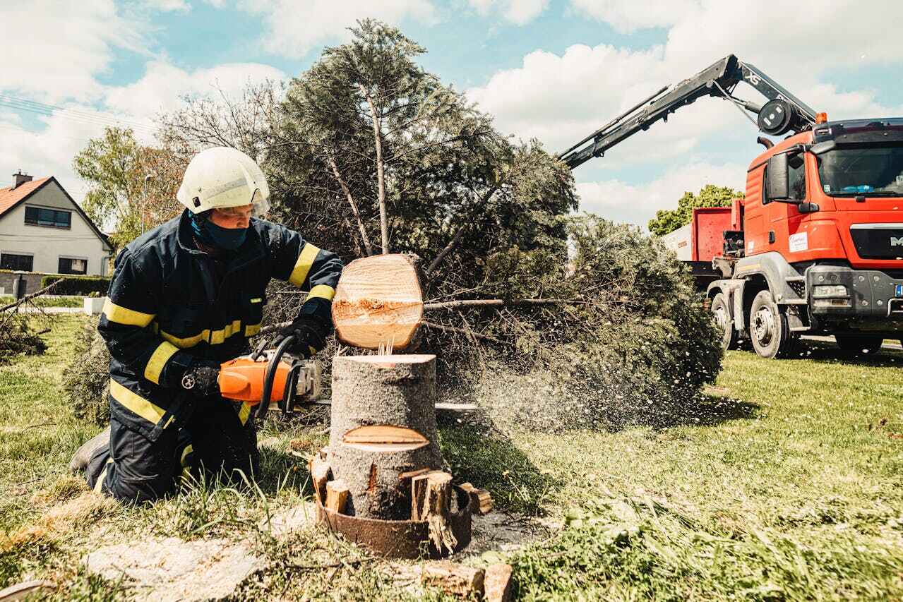 Best Tree Stump Removal  in Sparta, MO